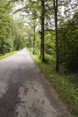 ülke tarafında boyunca orman yol ağaçları.