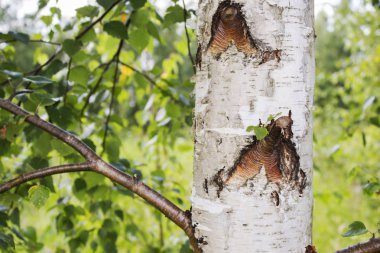 Ön planda huş ağaçlarının gövdeleri