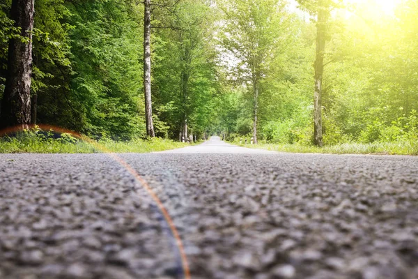 ülke tarafında boyunca orman yol ağaçları.