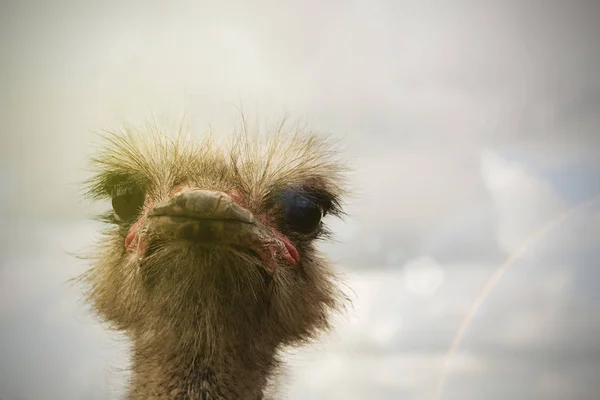 鳥の頭と首の前の肖像画 — ストック写真