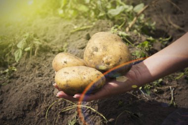 taze organik patates alanını kapat.