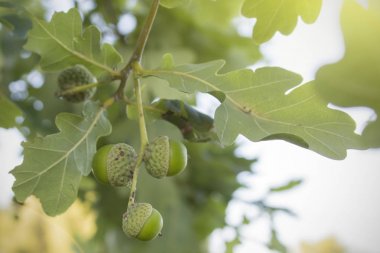 Bir meşe ağacı üzerinde olgun meşe palamutları