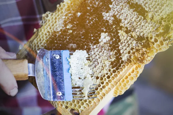 Utskrift av vaxkakor, verktyg för att öppna honungskakor — Stockfoto