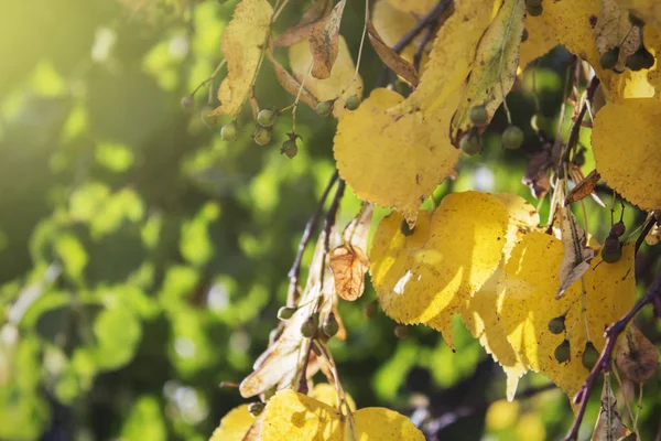 Sárga levelek, sárga ősz Linden a háttérvilágítás. — Stock Fotó