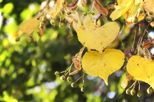Žluté listy, zežloutne podzim Linden v podsvícení. — Stock fotografie