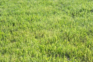 Sonra yağmur yeşil çim tazelik güzelliği