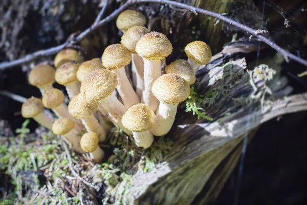 Groep van jonge knoppen van eetbare paddestoelen van de Armillaria — Stockfoto