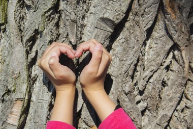 Bir ağaç bir gövdede bir kalp şekil verme eller.