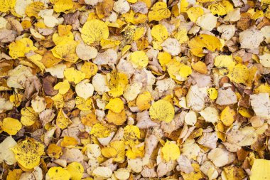 Sonbahar renk değişikliği sezon kırmızı renkli ve alternatifler sarı yapraklar