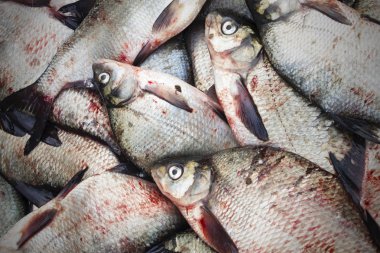 Dondurulmuş balık, çipura, roach bir demet