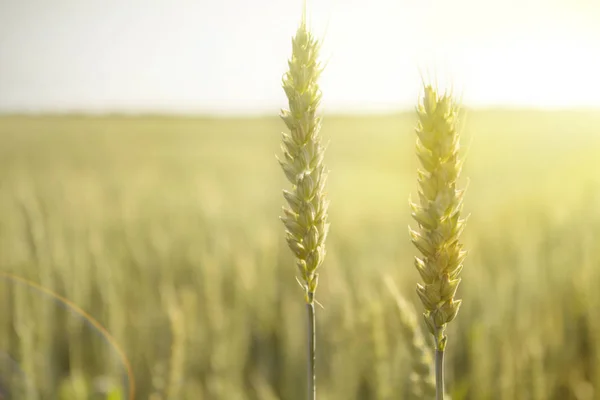 Çavdar günbatımında bir alanda ürün