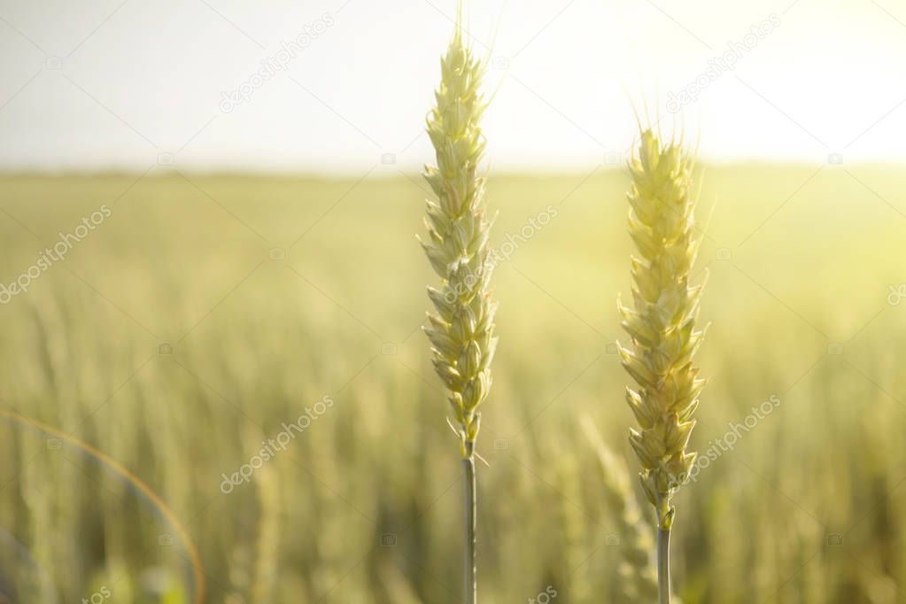 The crop of rye in a field at sunset