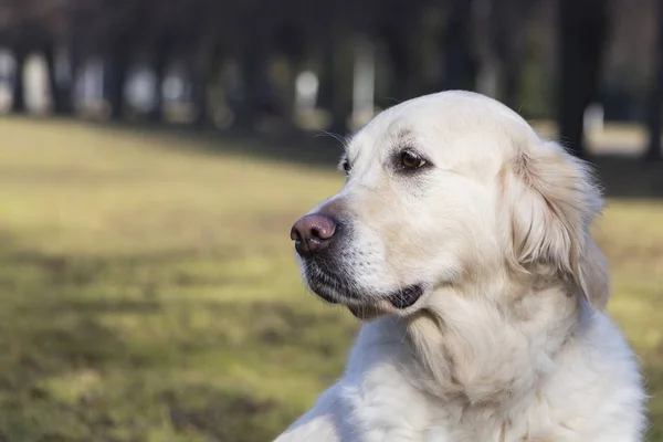 Pies Labrador retriever spaceru w parku, miejsce. — Zdjęcie stockowe