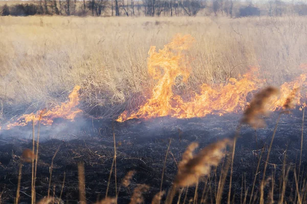 Waldbrand in der Nähe der Dorfquelle. Trockenes Gras verbrennen. Ich war im Epizentrum — Stockfoto