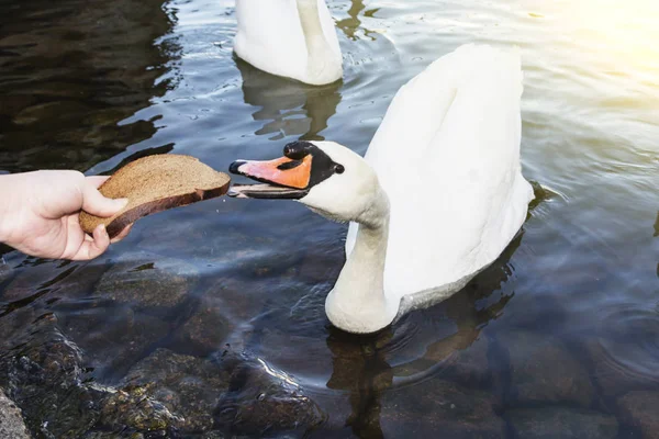 Uma mulher alimenta um cisne um grande pedaço de pão, um cisne no lago . — Fotografia de Stock