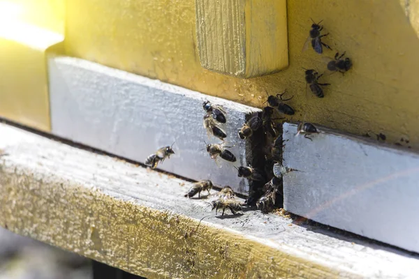 Las abejas vuelan en la colmena . — Foto de Stock
