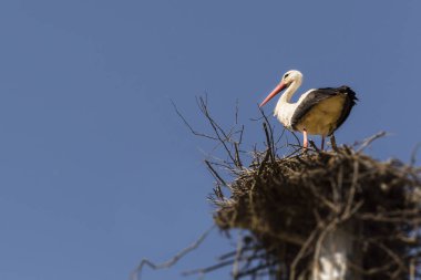 Beyaz leylek büyük bir yuvaya.
