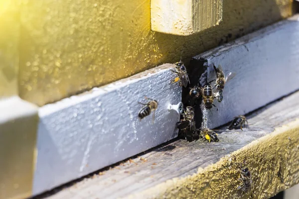 Bienen fliegen im Stock. — Stockfoto