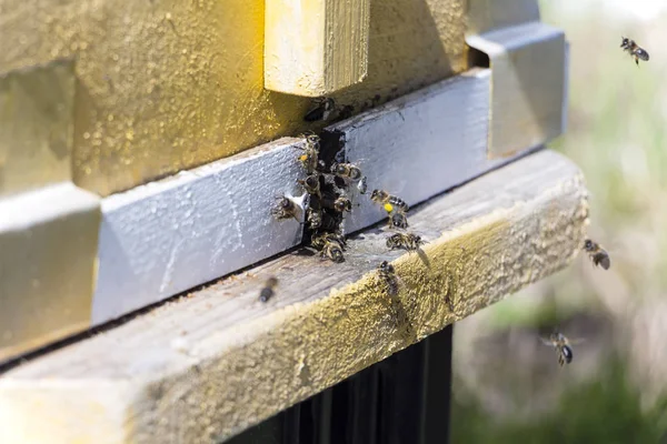 Muchy pszczoły w ulu. — Zdjęcie stockowe