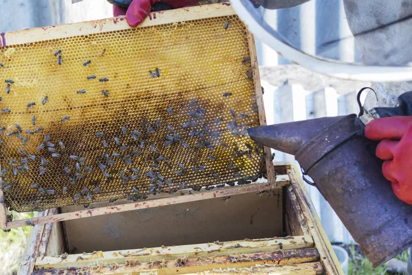 Primer plano de las abejas en panal en colmenar - enfoque selectivo, espacio de copia. — Foto de Stock