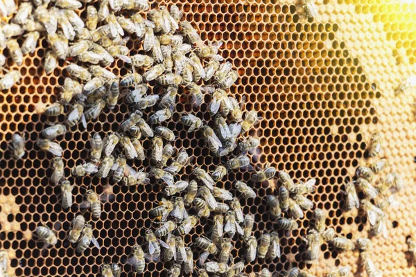 Detailní záběr včel na včelích plástech ve včelíně - selektivní zaměření, kopírovací prostor. — Stock fotografie
