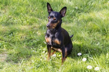 Bir doberman pinscher köpek yavrusu portresi
