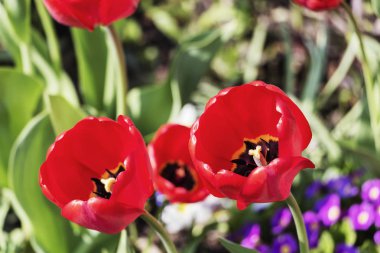 Bahar uyanışı. Doğada çok güzel ayrıntıları.