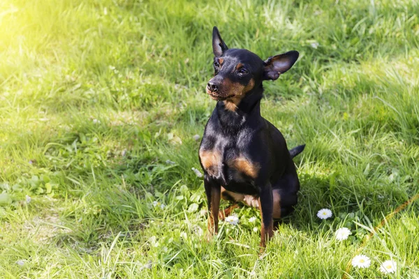 Porträt eines Dobermann-Pinscher-Welpen — Stockfoto