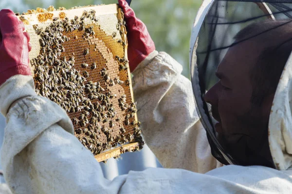 養蜂家は蜂のコロニーの状況を制御するために木製のフレーム上のハニカムを取り出します. — ストック写真