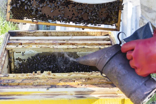 Včelař pracuje s včely a včelstva na včelařství. Včelař fumigovaného bee kuřák. — Stock fotografie