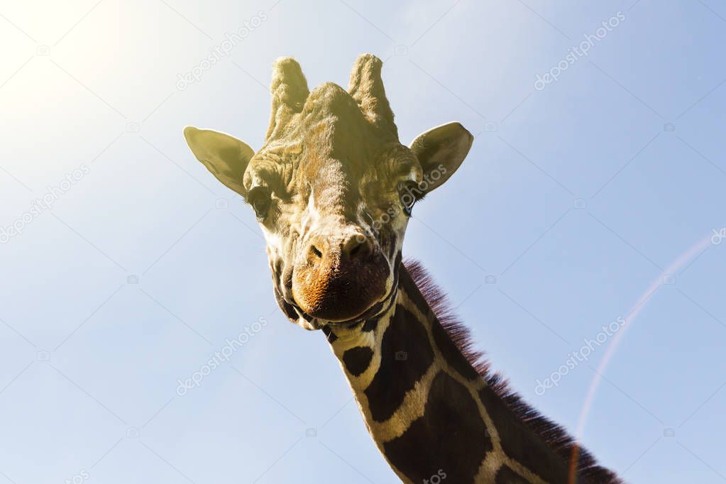 Portrait of a curious giraffe on a blue sky background.