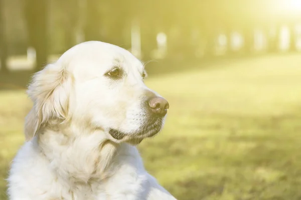 Pies Labrador retriever spaceru w parku, miejsce. — Zdjęcie stockowe