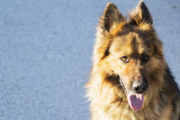 Alman çoban köpeği, dikkatle mesafe içine görünüyor portresi — Stok fotoğraf