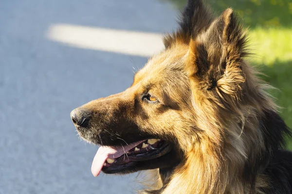 Das Porträt eines Schäferhundes, der aufmerksam in die Ferne blickt — Stockfoto