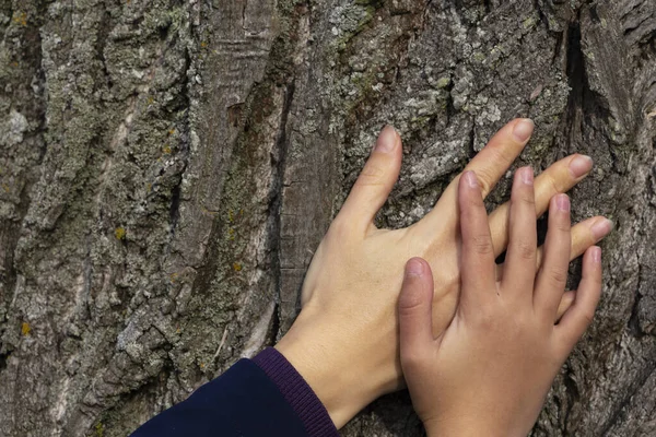 Two hands on a background of tree bark. — Stock Photo, Image