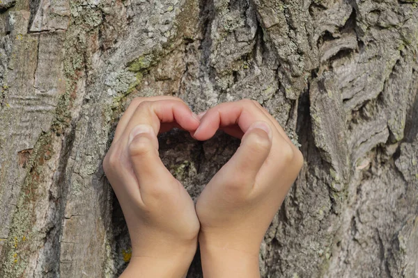 heart-shaped hands on a tree background, the concept of love and environmental protection.