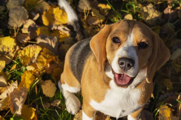 Köpekler, güneşli bir günde sonbahar ormanlarında av köpeği yetiştirirler.. — Stok fotoğraf