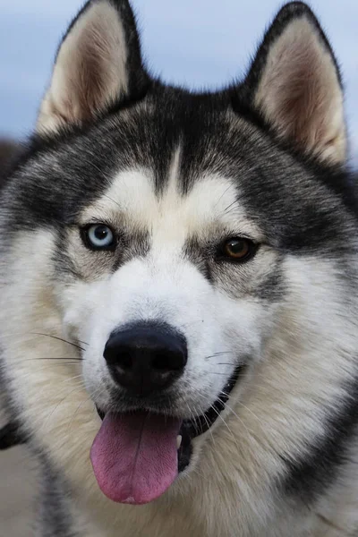 Portret van schattige jonge verschillende ogen Siberische mannelijke husky buiten — Stockfoto