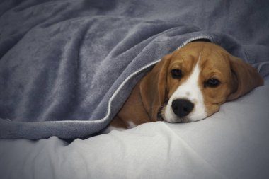 Beagle köpek bir battaniye ile kaplı yatıyor ve uykuya dalıyor. Yatakta battaniye altında yorgun veya hasta köpek.