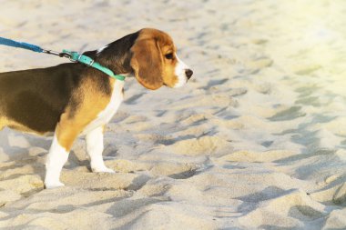 küçük sevimli Tricolor Beagle köpek yavrusu, üzücü bir görünüm.