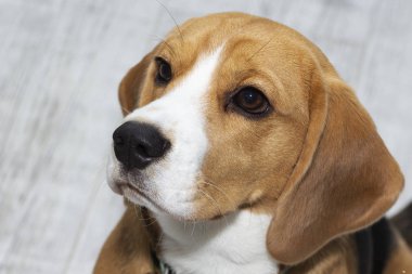 Beagle köpeği suçlu görünüyor. Köpek üzgün bir şekilde yukarı bakar..