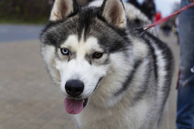 Tapılası genç farklı gözlerin portresi Sibirya erkek kabuklu açık hava