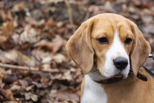 Race de chien Beagle dans la forêt d'automne par une journée ensoleillée. — Photo