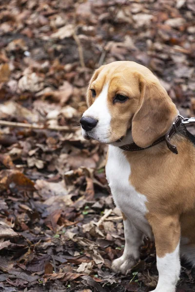Race de chien Beagle dans la forêt d'automne . — Photo