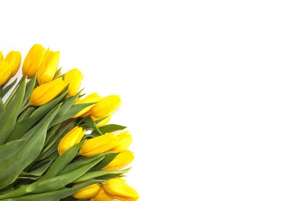 Kytice krásných žlutých tulipánů na bílém pozadí. Izolované — Stock fotografie