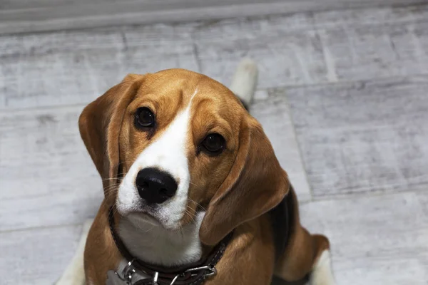 Un chien Beagle avec de grands yeux tristes s'assoit et regarde la caméra . — Photo