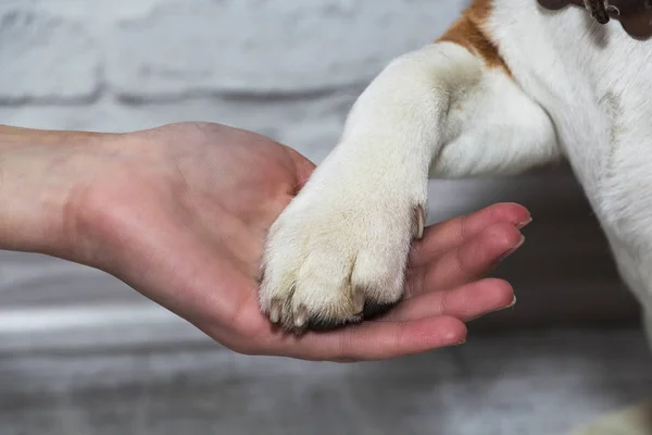 A dog\'s paw in a man\'s hand. Pet. Friendship.