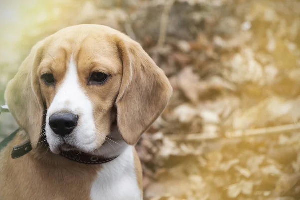 Raza de perro Beagle en el bosque de otoño en un día soleado. —  Fotos de Stock