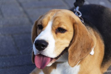 Sevimli üç renkli Beagle köpeği, üzgün görünüm. Sahibini bekliyor.