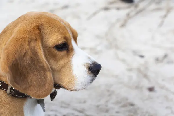Mignon Chiot Tricolore Beagle Regard Triste Attendant Propriétaire — Photo